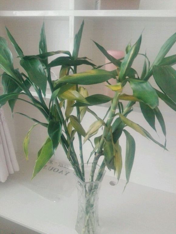 新养富贵竹,水培两周后叶子黄成这样了,怎么办?