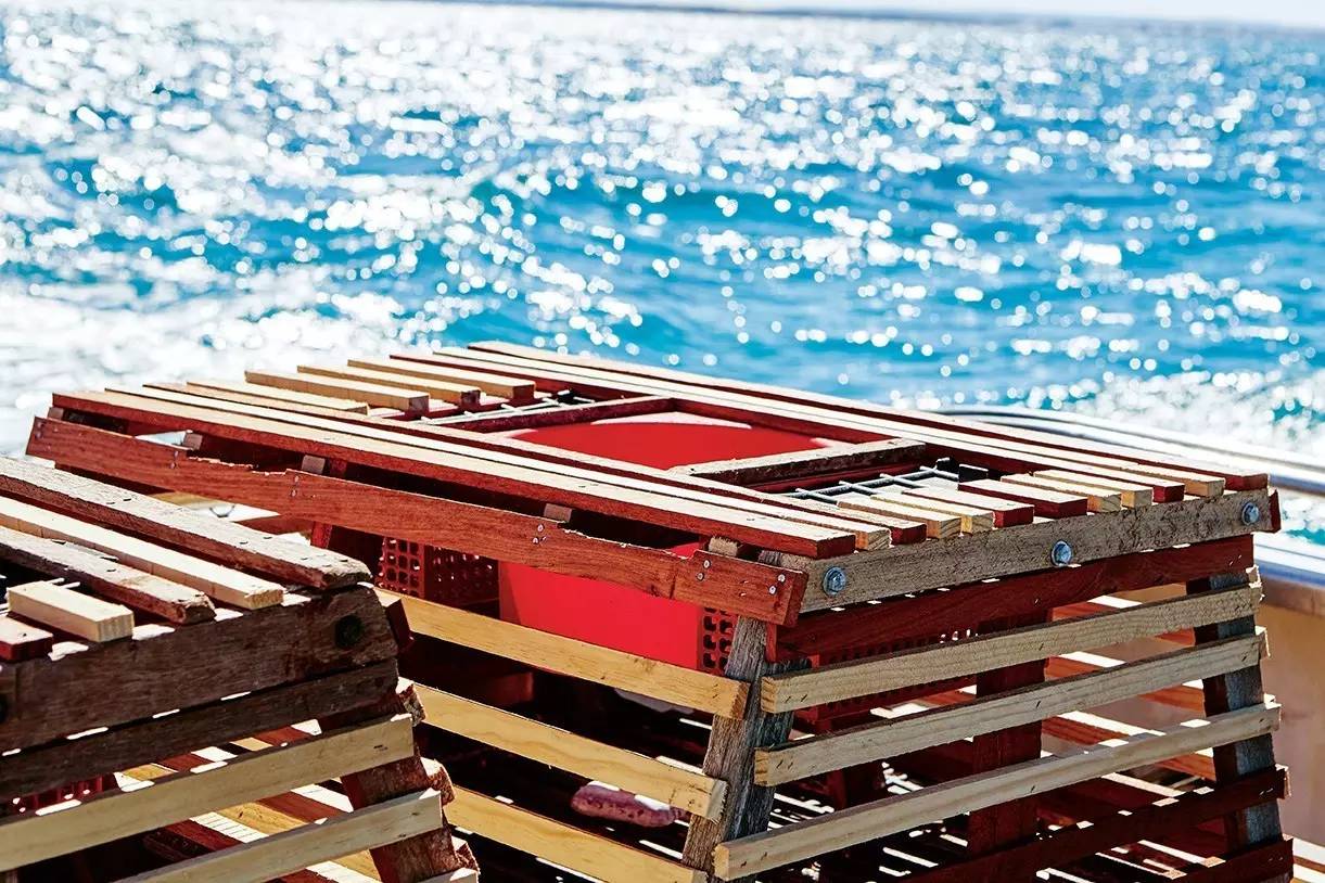 澳洲龙虾怎样捕,澳洲淡水龙虾抓虾方法