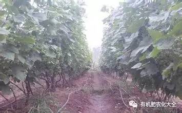 果园土壤碱性太大怎么办调节,果园土壤改善最好的方法