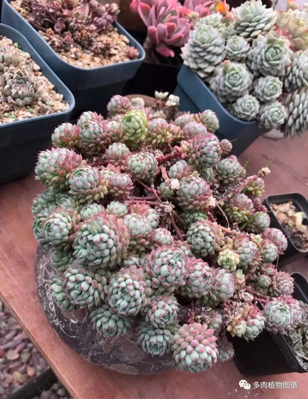 有多热爱多肉的感言,今天你爱国了吗黑板报资料