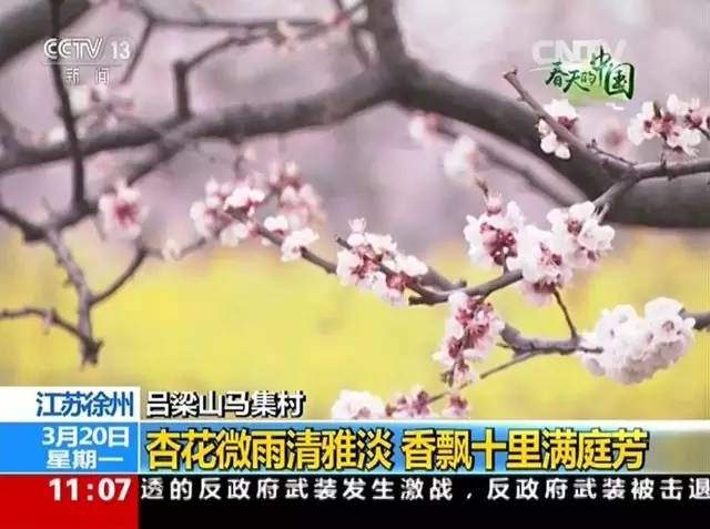 徐州这个村彻底火了，央视一天两次直播！大徐州你咋这么牛