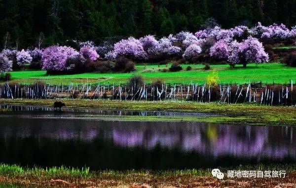 成都出发—川藏南线-北线-丹巴-色达五明佛学院-亚青寺-德格印经院-昌都-然乌湖-来古冰川-波密-林芝-拉萨经典十二日游