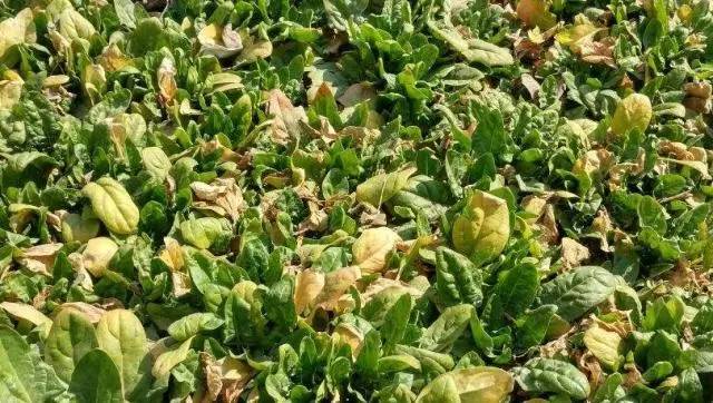 蔬菜叶黄了喷什么药,农作物叶片发黄打什么药