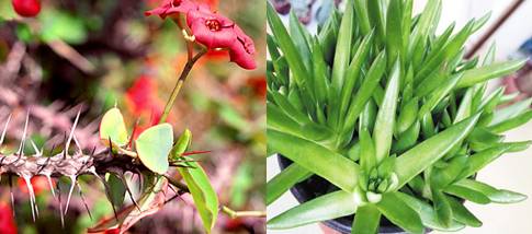 多肉植物土壤选购技巧图片,新手如何挑选多肉植物