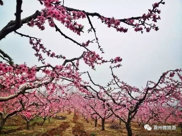 中国最美桃花林发出邀请函请查收 (明光市涧溪桃花节)