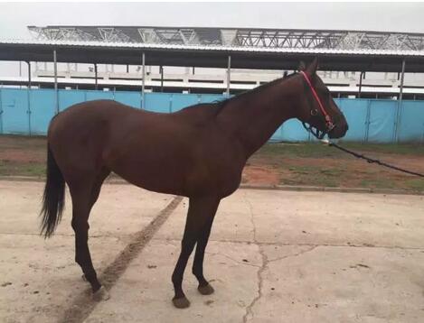 13连胜短途王“蒙骏荣誉”报名种马评选