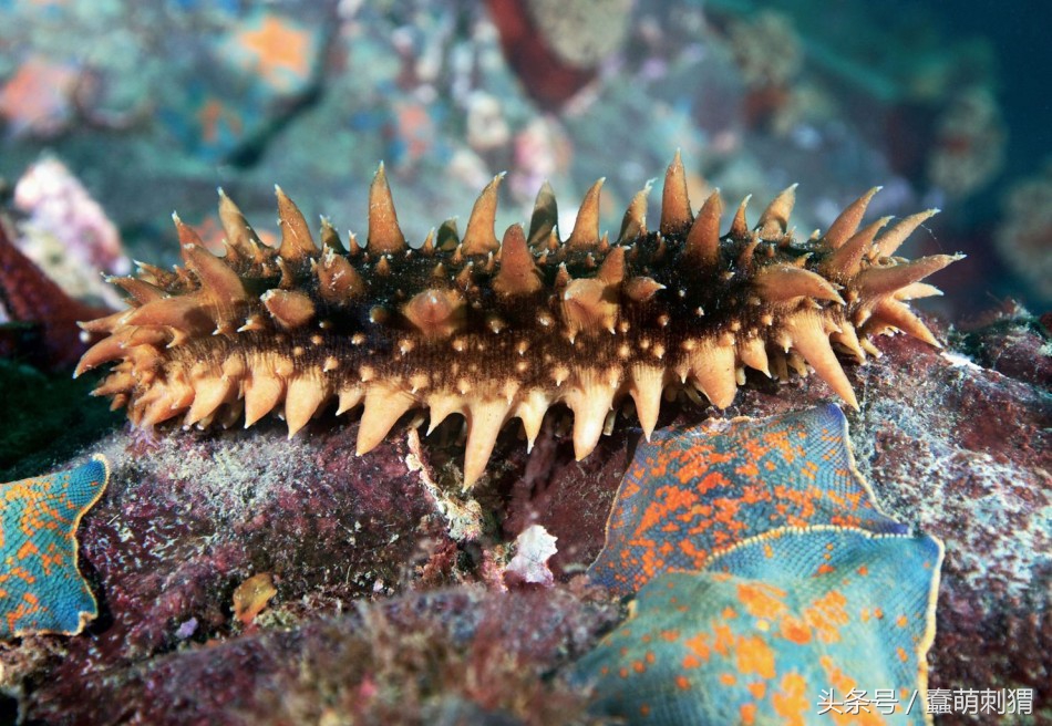 孕妇吃的感冒食品,孕妇生病适合吃什么食物