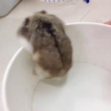 小狗狗的腿也太细了,小狗的腿伸不直该怎么办