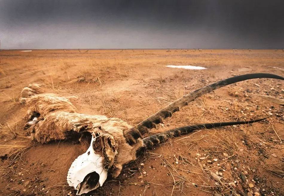 高原精灵藏羚羊国画,藏羚羊有没有角