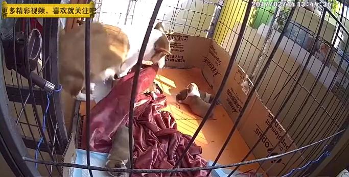 母狗第一次当妈妈的搞笑视频,母狗第一次当妈妈存活率