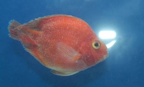 龙鱼炸鳞为什么引人不适,龙鱼炸鳞能不能多加盐