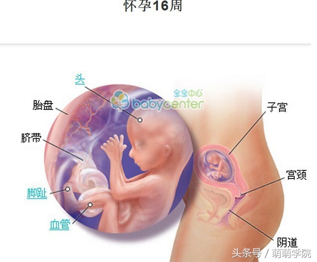 孕期1到40周胎儿发育全过程,胎儿发育40周全过程动态画