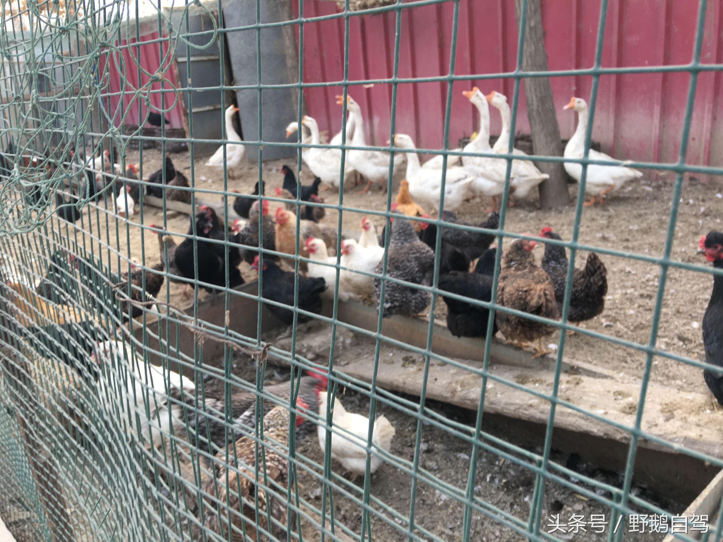 周边采摘游自驾游一日游,周边游自驾游一日游露营钓鱼