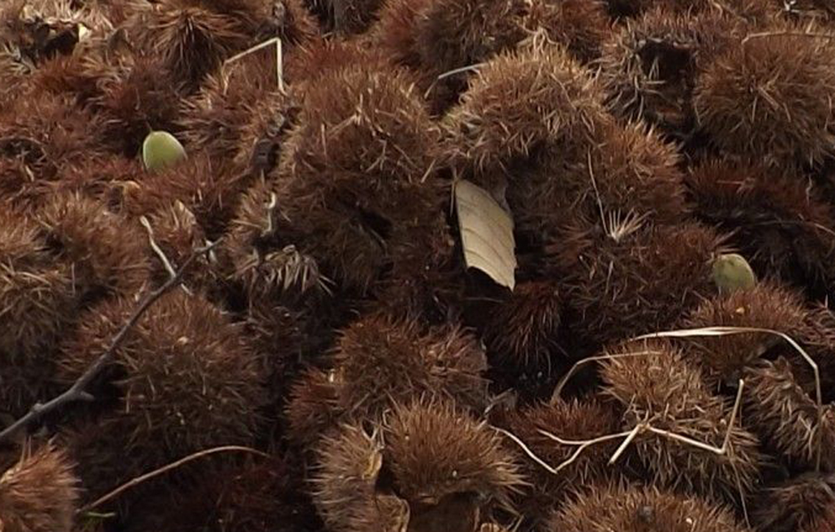 天然板栗,天然有机板栗仁