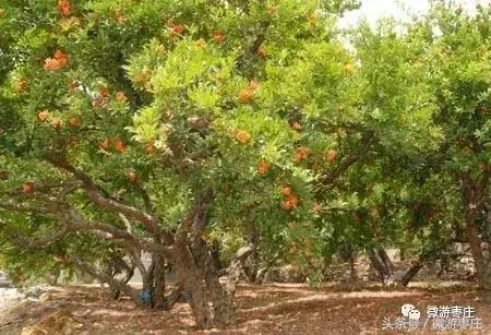 匡衡当了官后做了什么坏事,石榴从老家回来