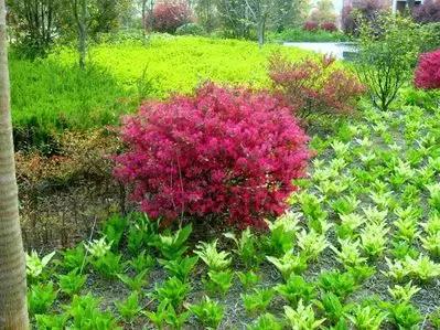 致镇江第一中学：我凭什么忘不了你