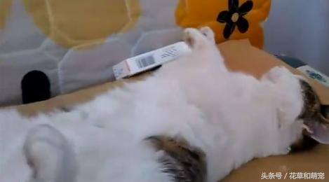 猫咪睡觉主人故意打醒,猫咪睡着了摸它突然就咬我