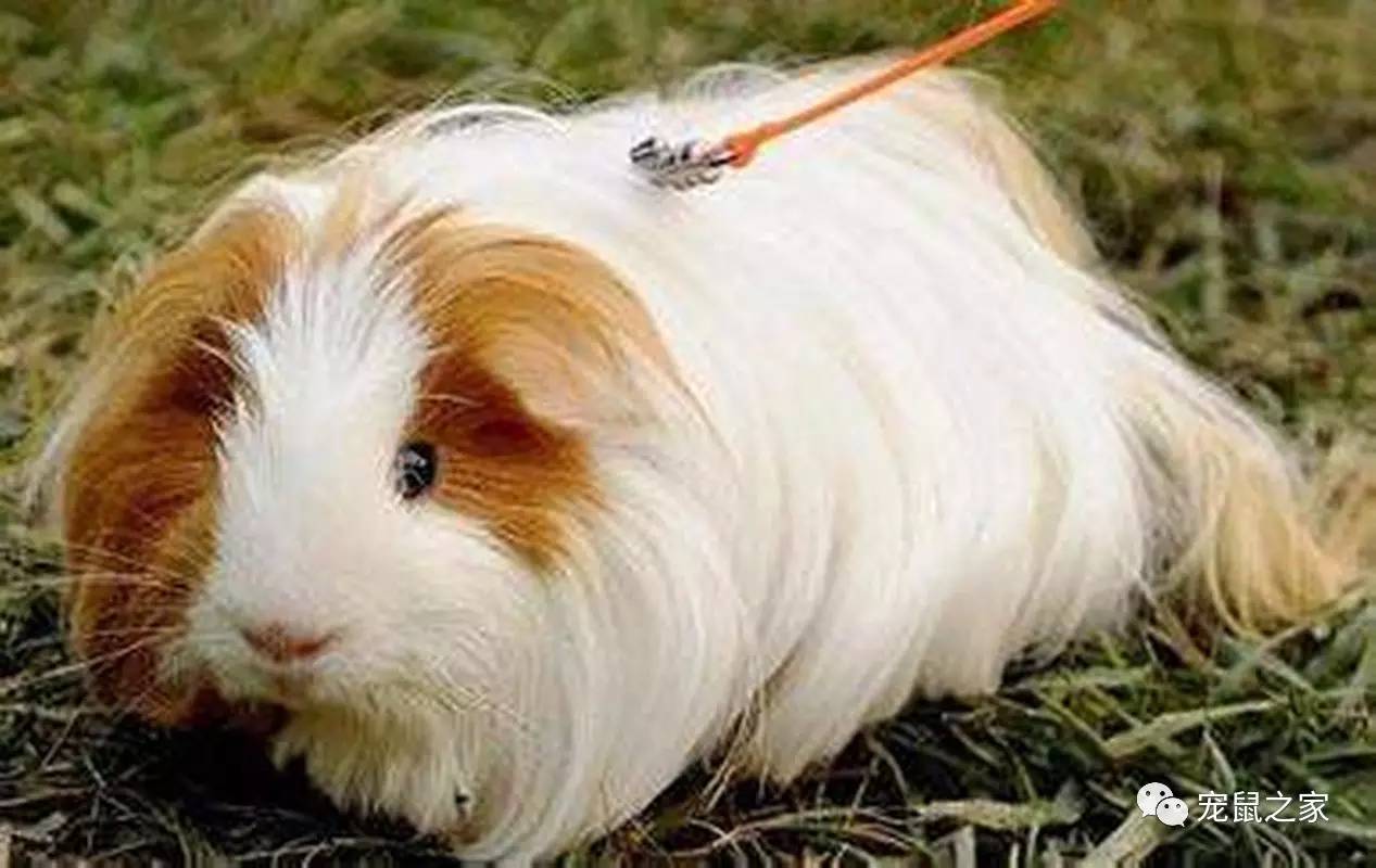 荷兰猪外出郊游,操心的事太多,其实只要做到这几点就可以了