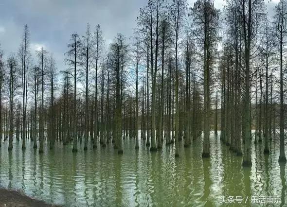 南京免费公园免费开放日一览表,南京最大的公园排名