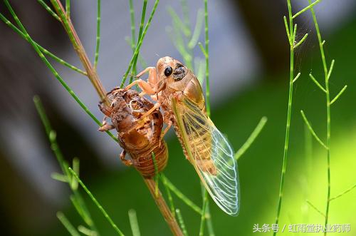 金蝉的养殖方法,金蝉的烹饪方法