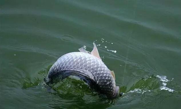 野塘底下淤泥很厚怎么钓,鱼塘底泥垢厚怎么钓鲤鱼