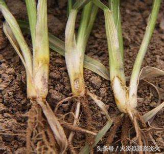 小麦枯萎是怎么引起的,怎样有效解决小麦的腐烂病