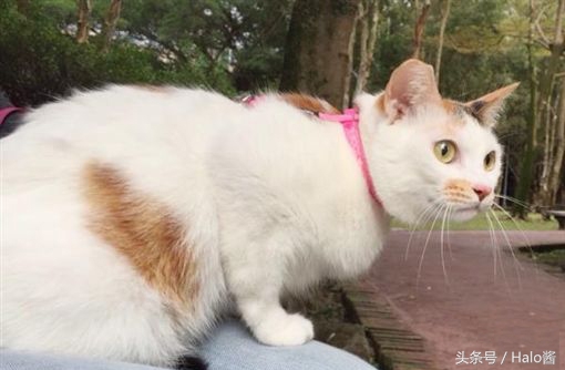 如何让猫咪不乱叫的妙招,猫咪怎么让它不乱叫