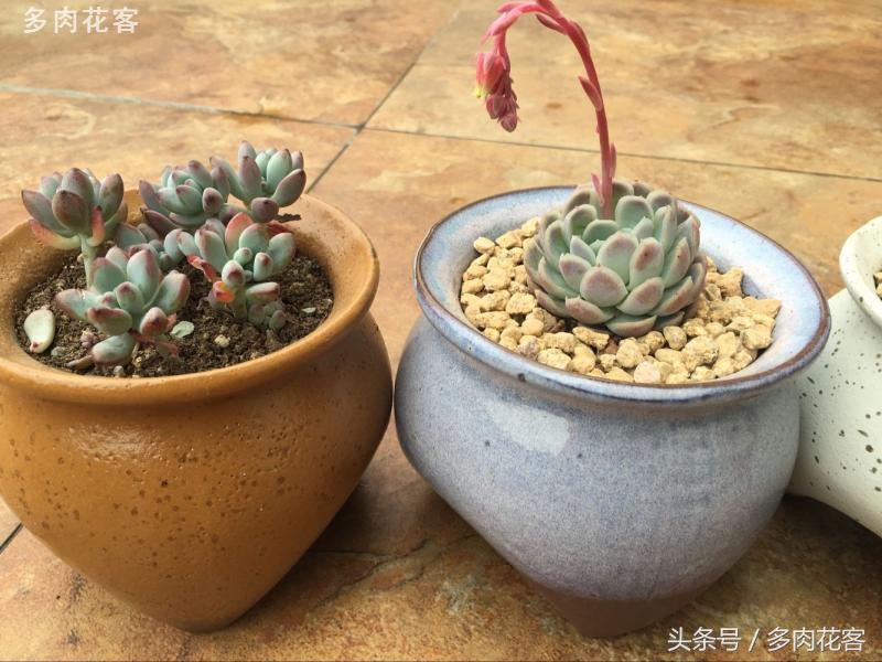 有一种肉肉叫做别人家的多肉第9期简月的肉肉