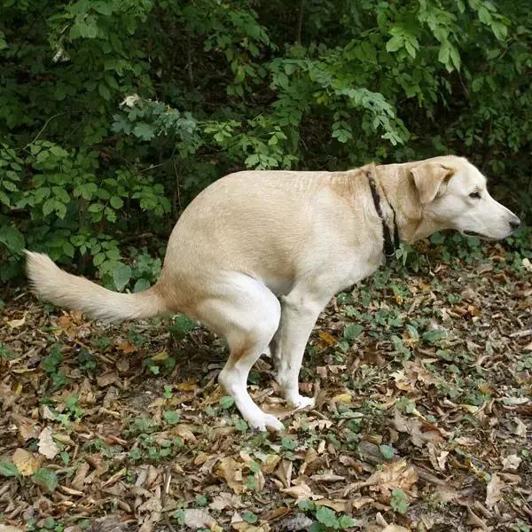 猫狗没有便便了？面临下岗的铲屎官该何去何从