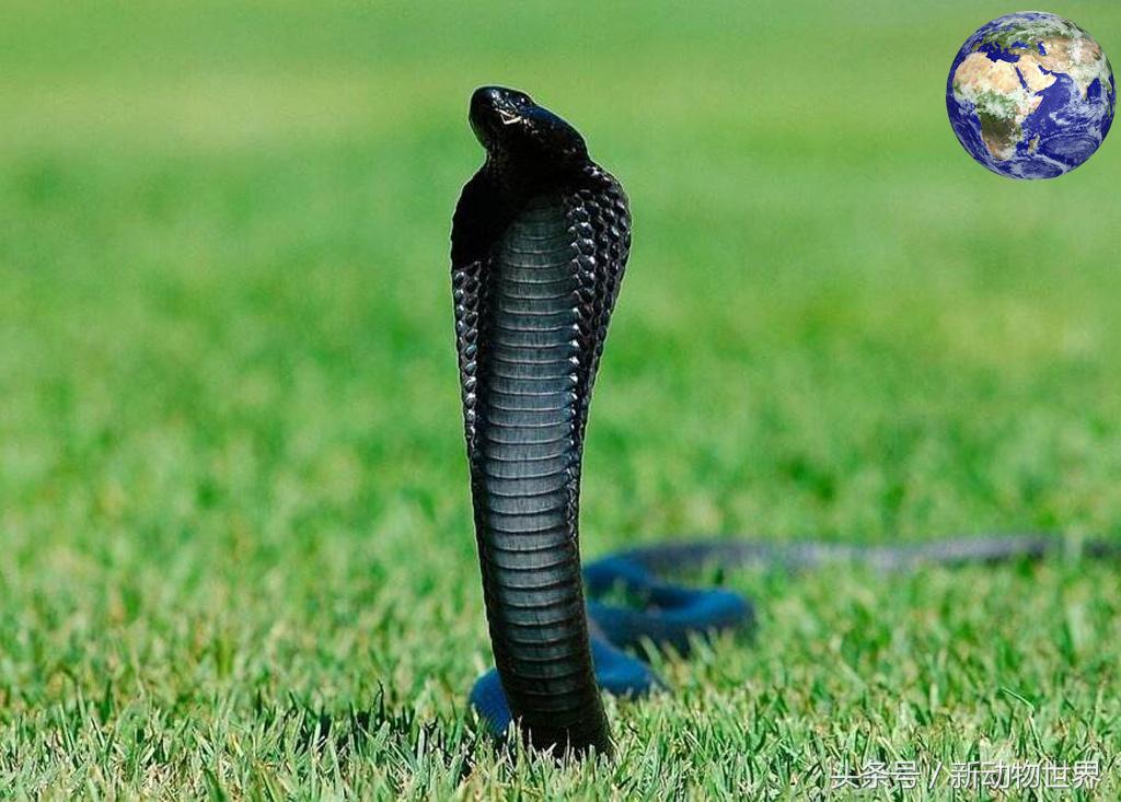 毒蛇和眼镜蛇毒液,毒蛇眼镜蛇的毒液