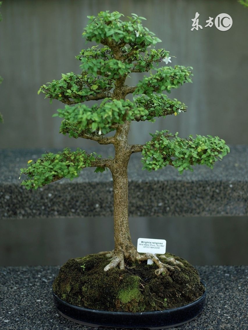 客厅放什么辟邪比较好,客厅系红布可以辟邪吗