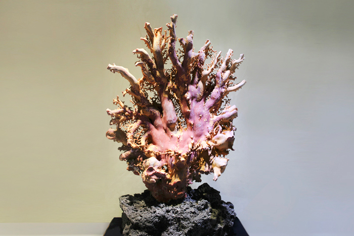 台湾博物馆红珊瑚是真的吗,红珊瑚馆藏品欣赏