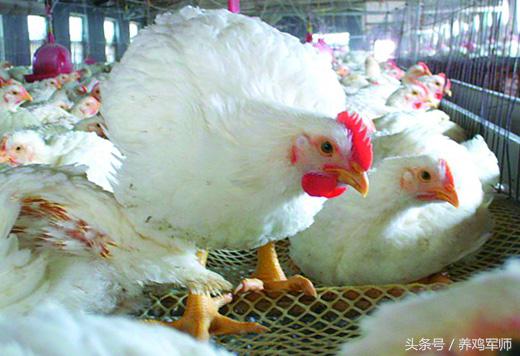 看养鸡的,现在市场上的肉鸡能吃吗