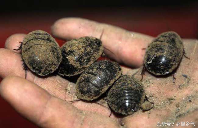 养殖土元有多少利润,农村新手养殖什么投资小回本快