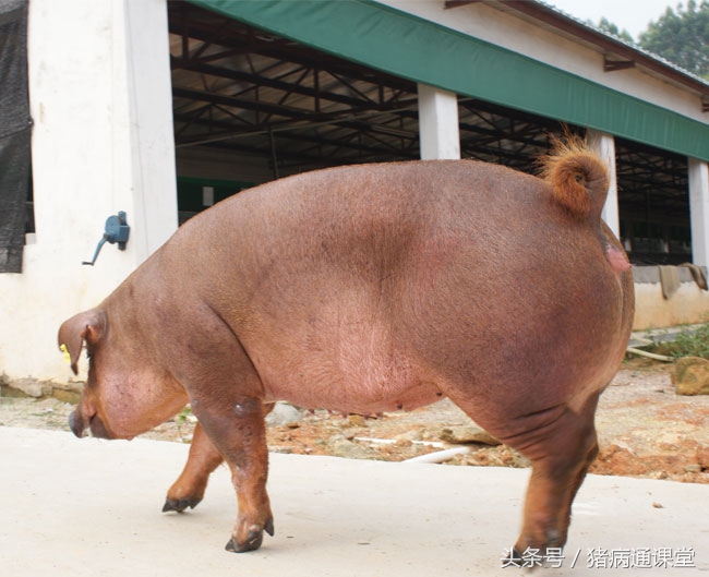 专家老师,请介绍一下母猪发情的来龙去脉?