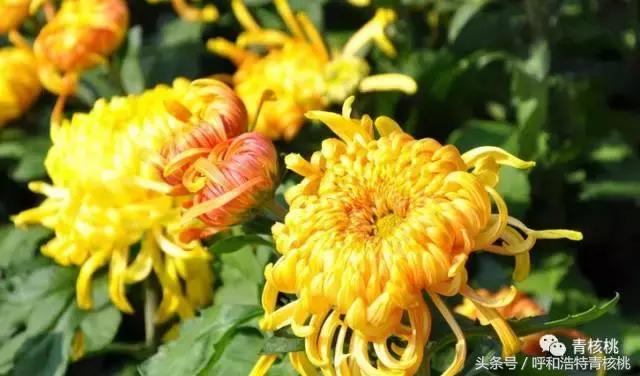 清明陵园交通管制最新,清明墓区交通管制