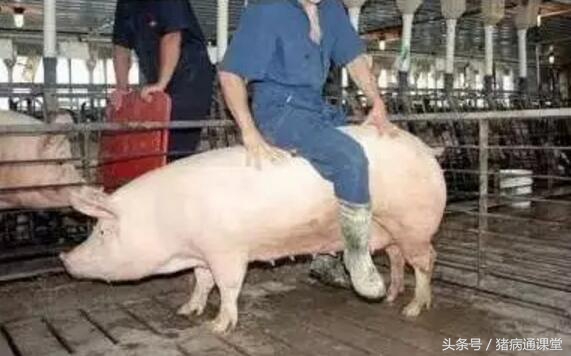 专家老师,请介绍一下母猪发情的来龙去脉?