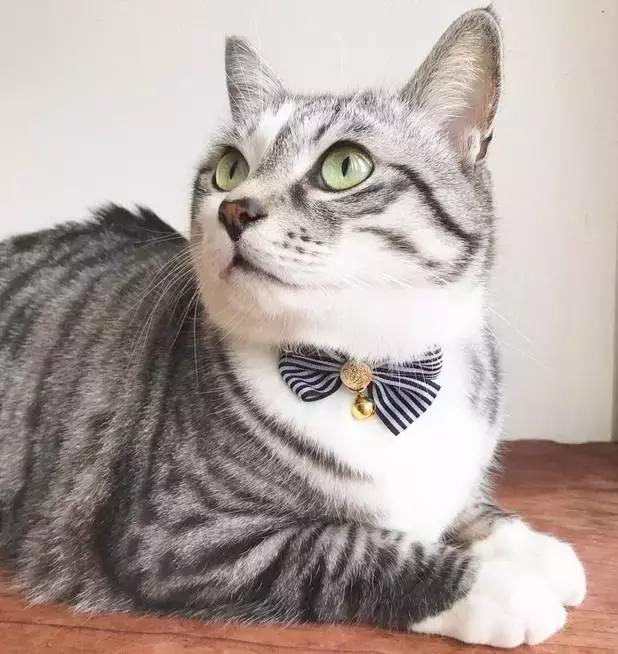 这么可爱的白手套，我能抱着摸一年！