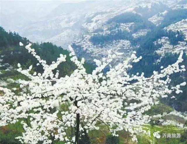 山东沂南秋日花海醉游人,沂南周边看梨花景点