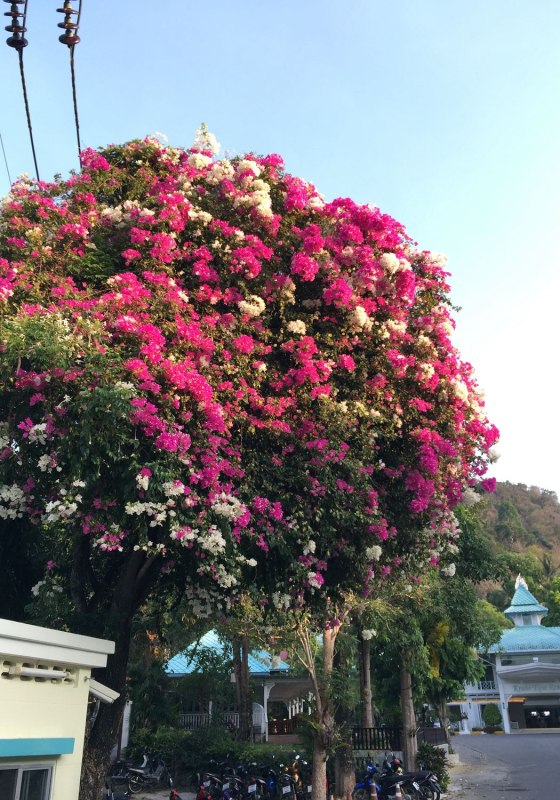 阳光沙滩海浪旅行日记,普吉甲米跟团游游记