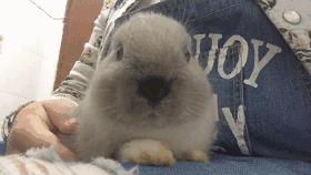 邂逅愚人节！别被兔兔蠢萌的外表所迷惑！