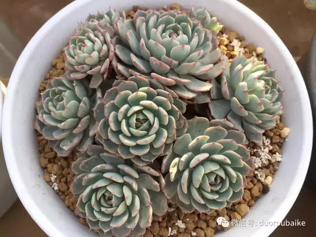 多肉为什么比较坑,多肉基础知识详解