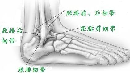 腰扭伤紧急处理方法,脚踝扭伤后经常复发怎么处理