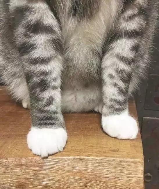 这么可爱的白手套，我能抱着摸一年！