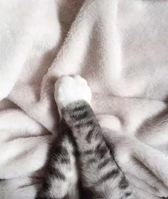 这么可爱的白手套，我能抱着摸一年！