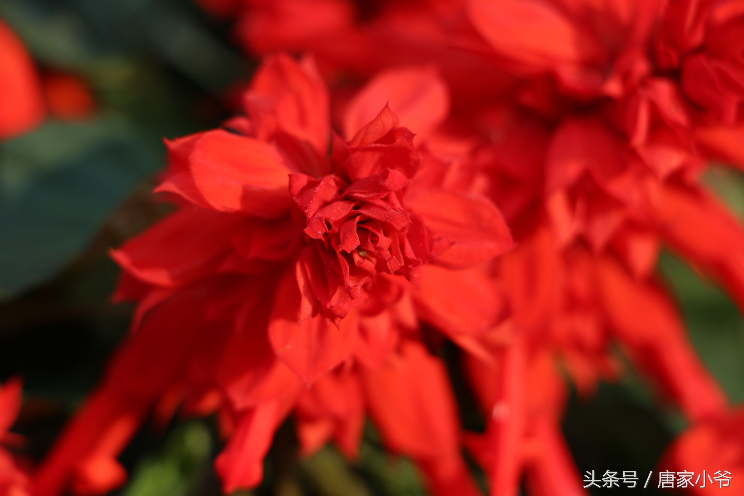 佳能700d样片欣赏,如何快速上手一台佳能700d