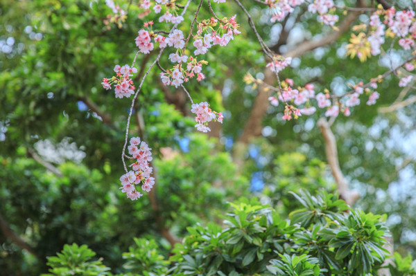 樱花烂漫几多时完整版,日本樱花节赏樱攻略视频大全