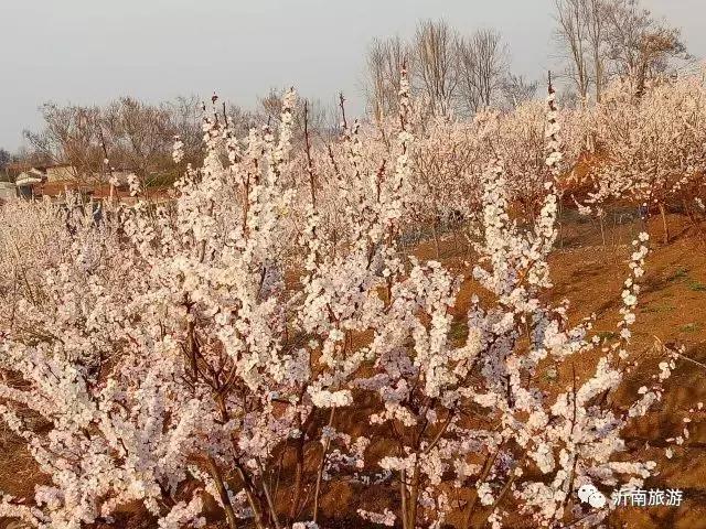 山东沂南秋日花海醉游人,沂南周边看梨花景点