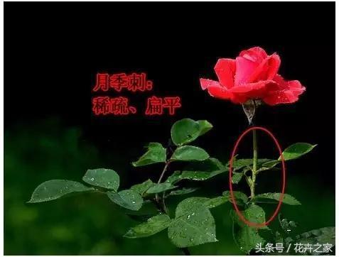 教你快速识别常见易混淆的花卉,教你辨别多种春季常见花