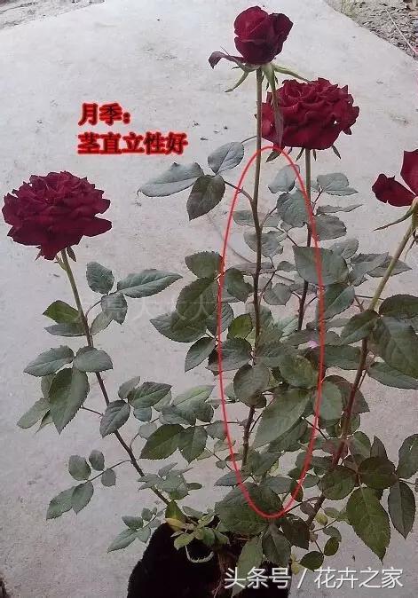 教你快速识别常见易混淆的花卉,教你辨别多种春季常见花